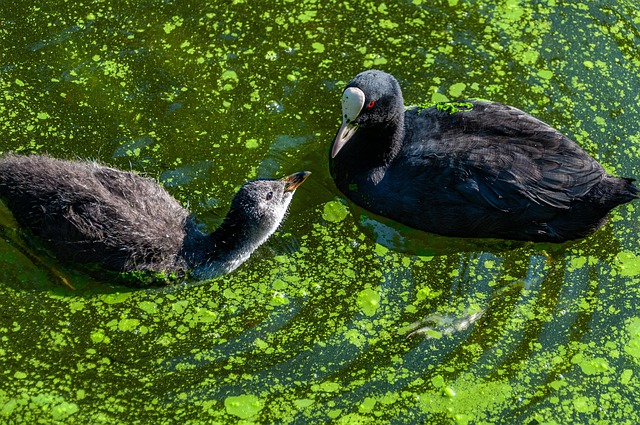 Myter og sandheder om algerens – hvad virker egentlig?